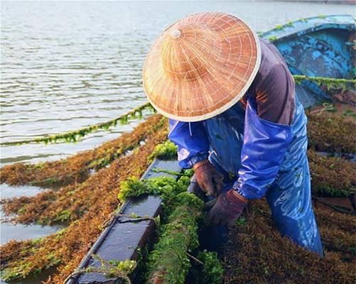 以羊栖菜大豆煮的美味做法（健康又营养，让你口感满分）