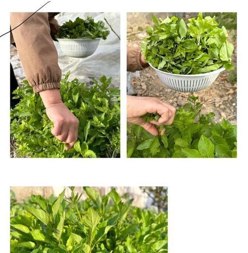 健康美味的清炒枸杞头（如何做一道简单又有营养的清炒枸杞头）