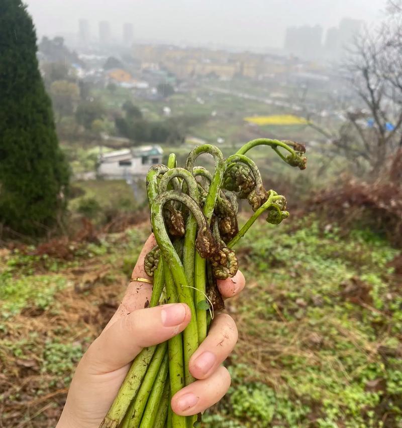 野生蕨菜炒脆骨美味做法（健康又营养，重口味人士必点）