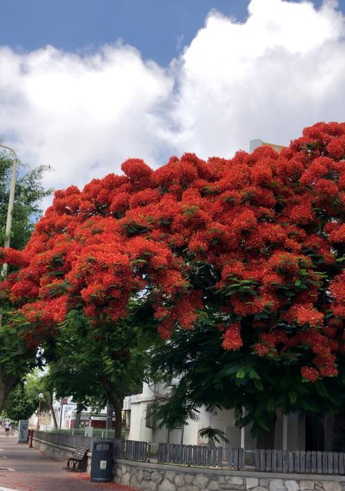 开花的树（从生长到开花，探究树木的神奇之旅）