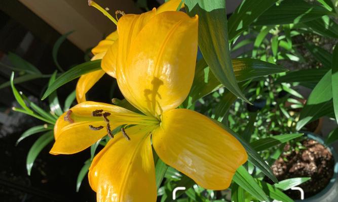 清爽夏日，以香芒青瓜百合为主菜的营养美食（香气四溢，清新怡人——尝一尝这道令人流口水的美食吧！）