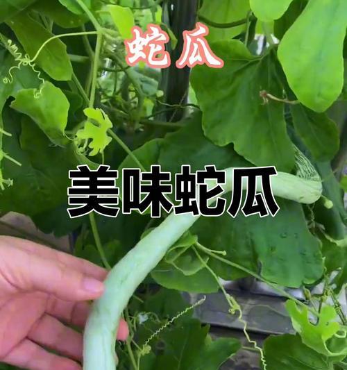怎样做出美味的猪肉炒蛇瓜（简单易学的家常做法，营养又美味）