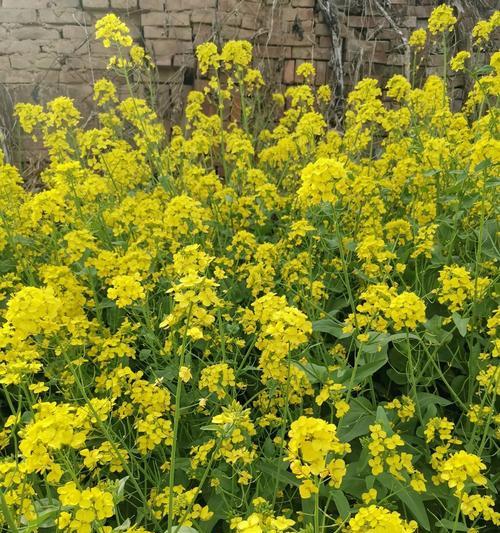 家常美食——白灼白菜花（健康简单易做，用餐好滋味！）